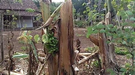 Sekali dah tertipu pastinya akan teringat supaya tidak buat kedua kalinya. TRIK AGAR BUAH PISANG BERBUAH DUA KALI - YouTube