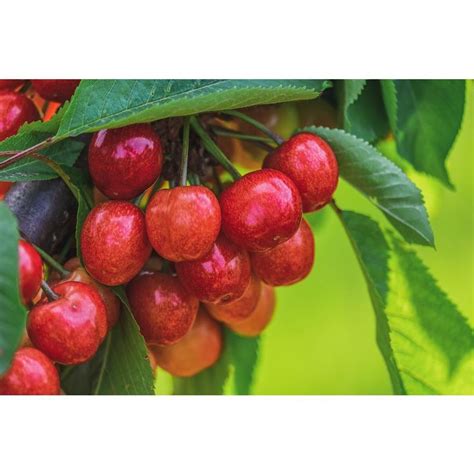 Online Orchards Royal Ann Cherry Tree Up To Lbs Of Sweet Blonde