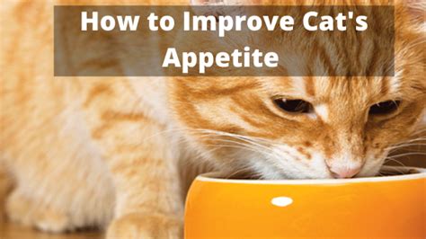 How To Improve Cats Appetite The Kitty Expert