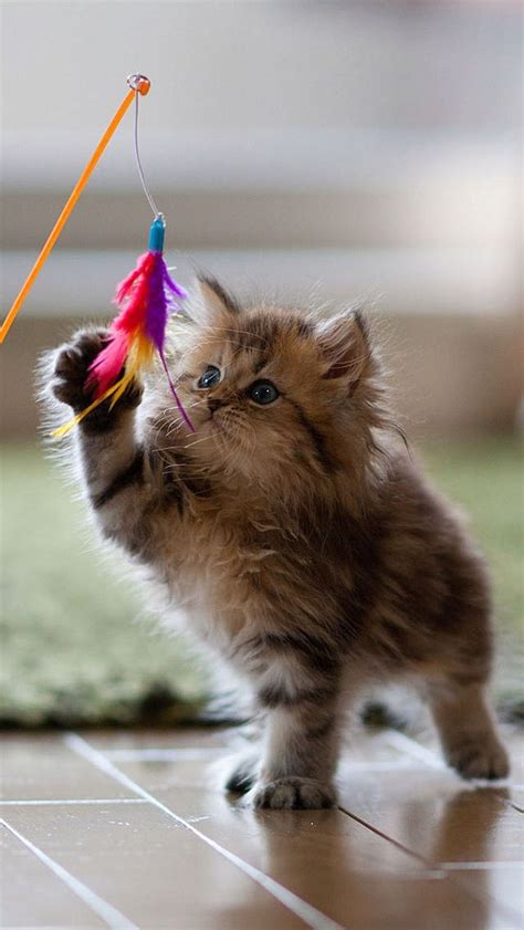 A Playful Kitten Kittens Photo Fanpop
