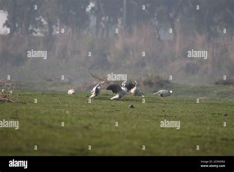 flock of bar headed geese , goose and red legged geese in Pakistan