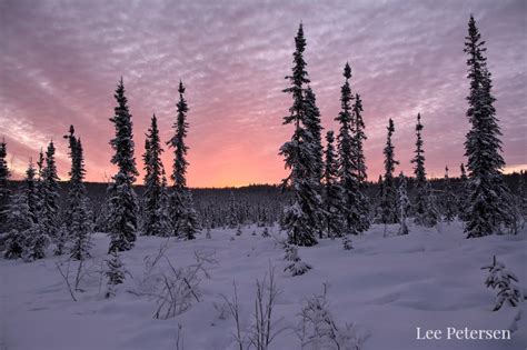 Our Local Fairbanks Alaska Boreal Forests Yesterday At Sunrise Oc