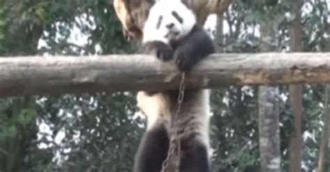 Adorable Video Shows Behind The Scenes Hi Jinx Of Giant Pandas In