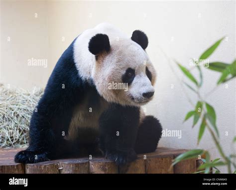 Male Giant Panda Yuan Guang In Edinburgh Zoo Scotland Stock Photo Alamy