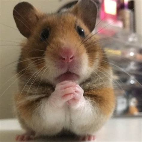 Hamster Holding Cross Meme Meme Baby