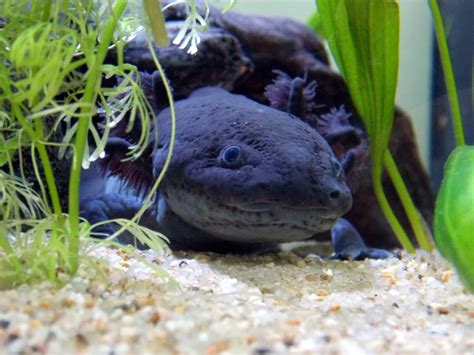 40 Axolotl Facts About These Adorable Amphibians Facts Bridage