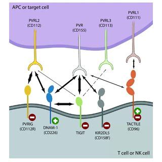 Pdf Tigit Blockade A Multipronged Approach To Target The Hiv Reservoir