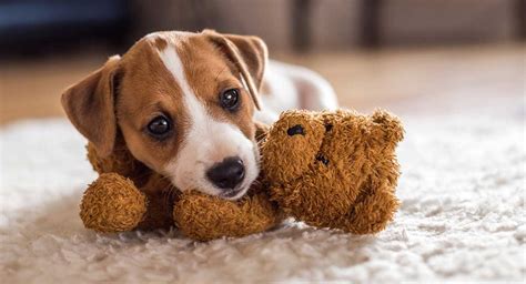 From middle english dogge (whence also scots dug (dog)), from old english dogga, docga, of uncertain origin. Small Dog Names - Adorable Ideas For Naming Your Little Puppy