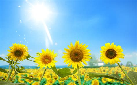 Amazing Sunflowers Wallpapers Hd Wallpapers Id 9370