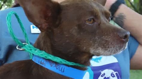 Anonymous Person Returns Stolen Dogs To San Antonio Humane Society
