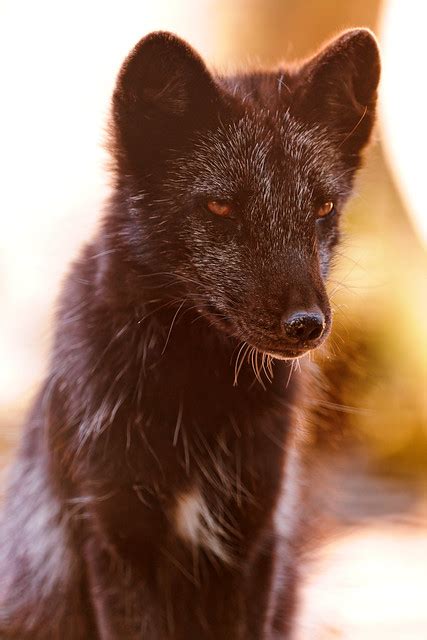 Black Arctic Fox Portrait Flickr Photo Sharing