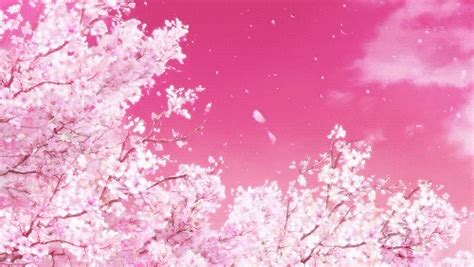 Pink Anime Amino