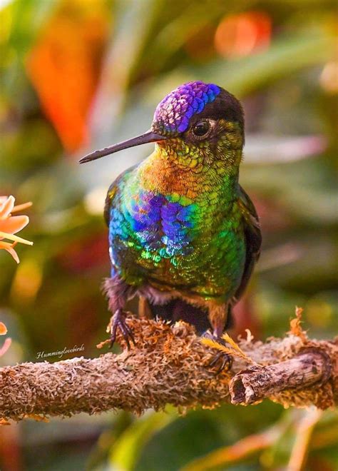 A Fiery Throated Hummingbird Stares At A Flower Pretty Birds Love