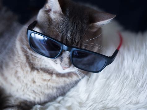 Whether your cat is a boy or a girl, a big cat or a tiny kitten, or a proud pedigree cat or a straggly stray, you'll find a whole load of cat names here to help you decide what to call your bundle of joy. For Kickass Kitties with Poppin' Purrsonalities: Cool Cat ...