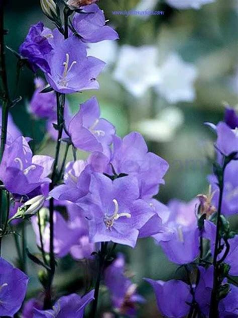 We did not find results for: The Best Perennial Plants for Cottage Gardens - Gardening ...