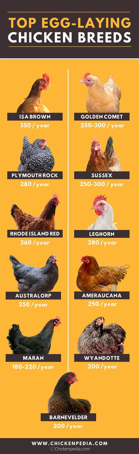 Top Egg Laying Chicken Breeds Chicken Breeds Laying Chickens Breeds Chickens Backyard