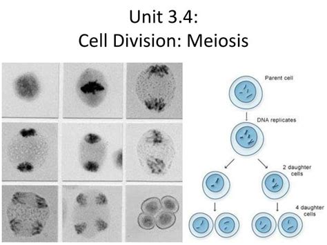 Ppt Unit Cell Division Meiosis Powerpoint Hot Sex Picture