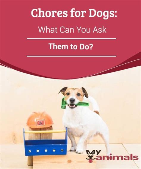 Chores For Dogs What Can You Ask Them To Do Dogs Are Extremely