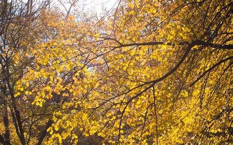 Yellow Leaf Tree During Daytime Hd Wallpaper Wallpaper Flare