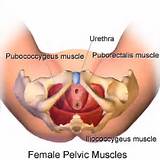 Pictures of Uterus Muscle Exercise