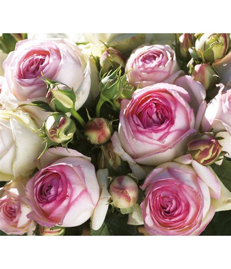 Kletterrose Eden Rose Dehner Kletterrose Strauchrose Kletterrosen