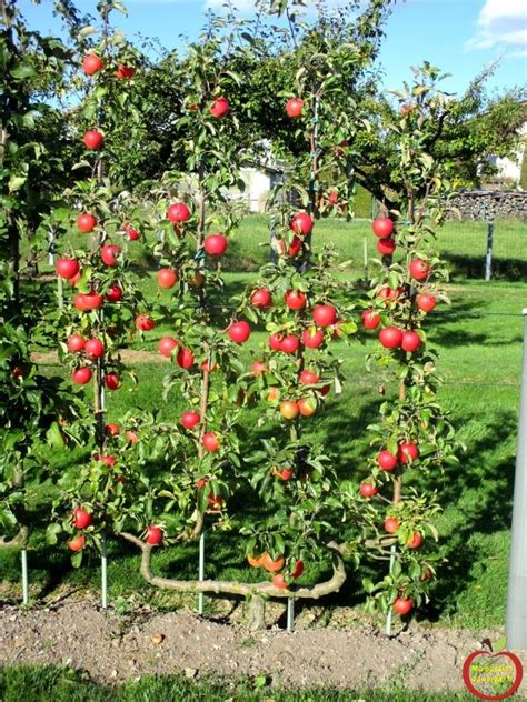 Pommier En Espalier Double U Jardin Fruitier Jardin Potager Fruitier