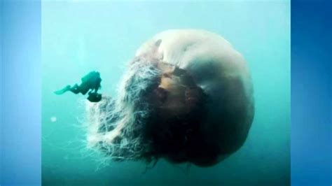 Top 5 Biggest Jellyfish In The World Youtube