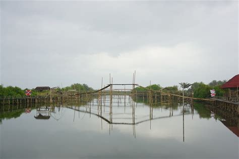 Batang, kabupaten batang, jawa tengah 51216. hutan mangrove pantai jembatan api-api, ketika bambu di ...