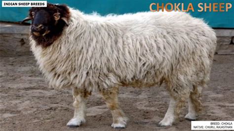 Most Popular Sheep Breeds Of India