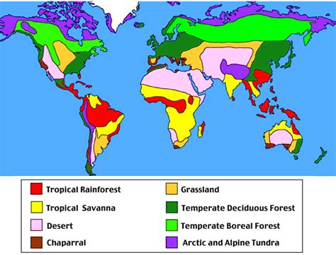 Animals And World Map Tropical Rainforests