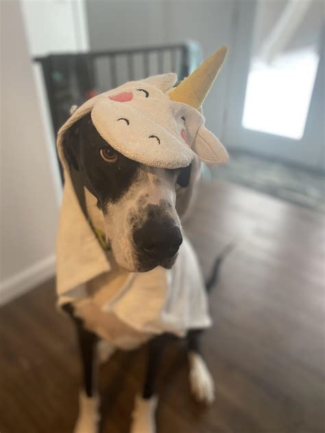 Rare unicorn spotting : r/greatdanes