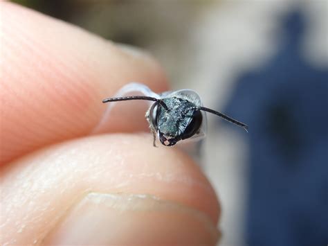 Floridas Rare Blue Bee Rediscovered At Lake Wales Ridge Research News