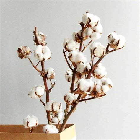 rustic cotton stems cotton stem arrangement dried flowers cotton branches cotton boll