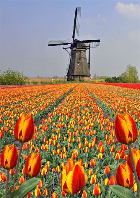 Tulip Fields Holland Windmills Tulip Fields Netherlands Landscape