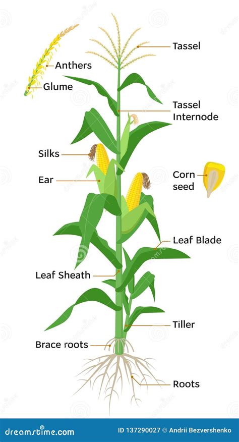Maize Plant Diagram Infographic Elements With The Parts Of Corn Plant
