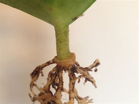 For this type of unique appearance of leaves, it is also called sweetheart hoya, or valentine's hoya. Propagating Hoya Kerrii from leaf - is this enough stem?