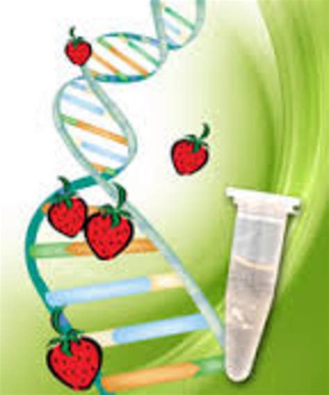 Eighth Grade Lesson Strawberry Dna Extraction Betterlesson