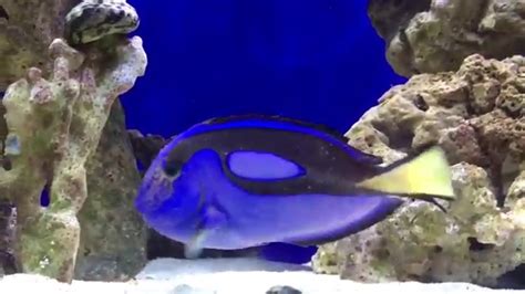 How To Cure Ick Ich Naturally Blue Hippo Tang YouTube