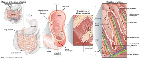 Small Intestine Human Digestive System Biology Class 6