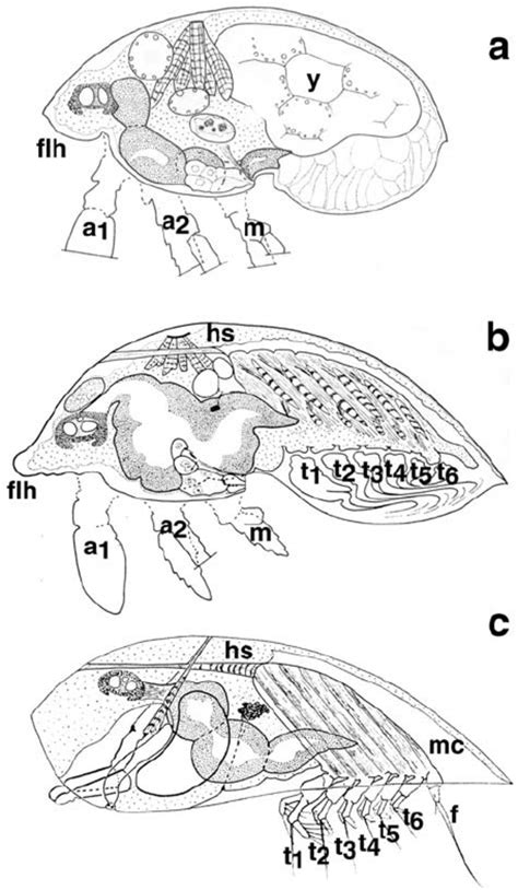 Schematic Drawings Of Sacculina Carcini Nauplius I A Metanauplius Download Scientific