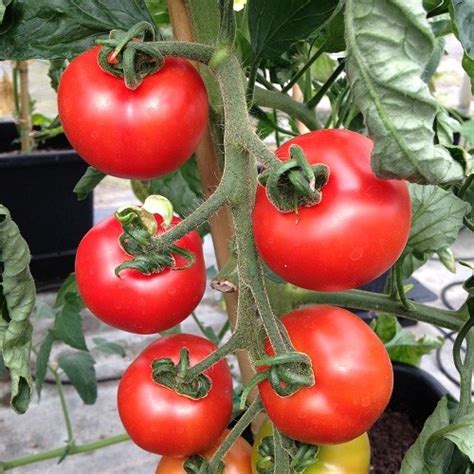 Heirloom Old Traditional Tomato Shirley Seeds Shop Online Flower