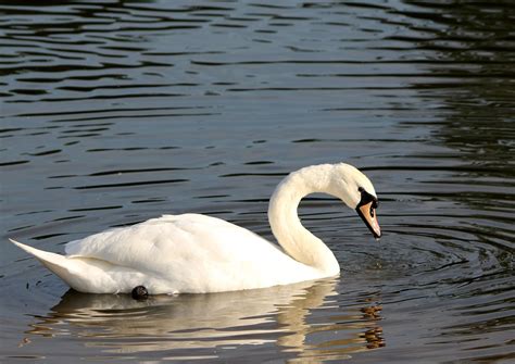 Free Swan Stock Photo - FreeImages.com