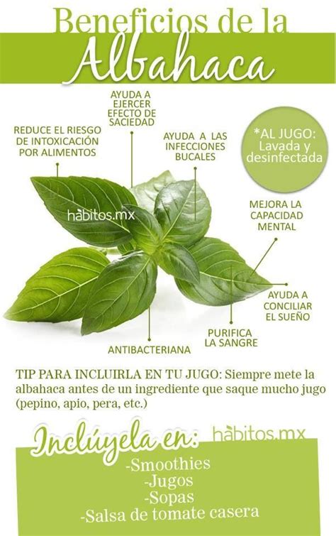 ALBAHACA Hierbas Curativas Frutas Y Verduras Beneficios Remedios