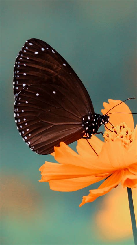 Butterfly Iphone Wallpaper Idrop News