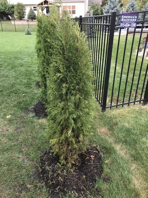 Emerald Green Arborvitae Smaragd 1 Of 18 Started Dying From Bottom Up