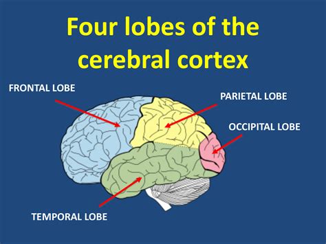 Cerebral Cortex Lobes And Functions