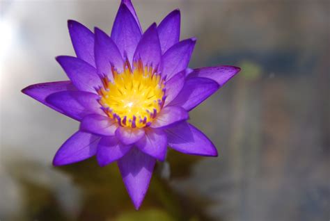 Valley View Farms Plant Of The Week Panama Pacific Tropical Water Lily