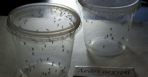 Hawaii Baby With Brain Damage Is First Us Case Tied To Zika Virus