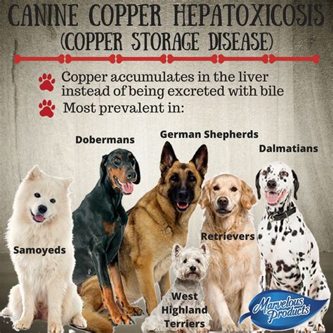 Injections of vitamin k are sometimes given to dogs with bleeding tendencies. Canine Copper Hepatoxicosis | Liver supplements, Healthy ...