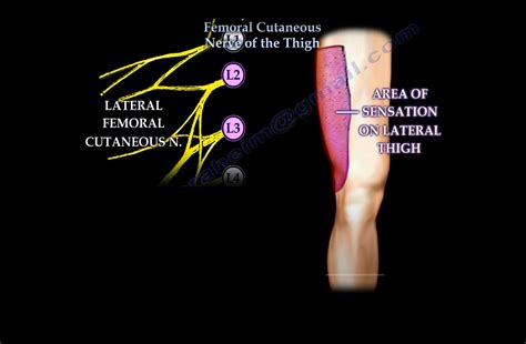 The lateral femoral cutaneous nerve (lfcn) is a sensory nerve innervating the anterolateral thigh. Lateral femoral cutaneous nerve — OrthopaedicPrinciples.com